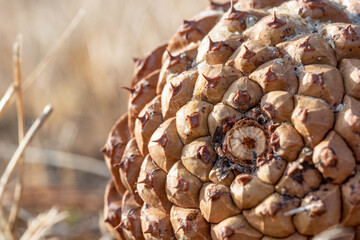 close up of cone