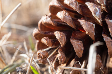 close up of cones