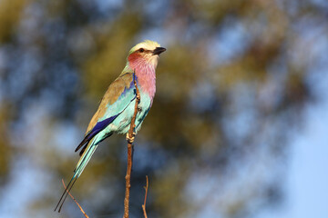 Gabelracke / Lilacbreasted roller / Coracias caudata