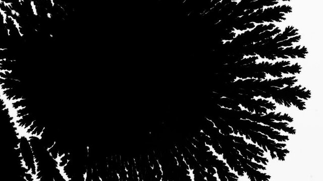 Crystalline black spot spreads over white background. Freezing effect or crystal germination. Template for motion design or advertising