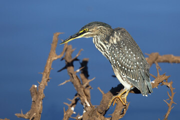 Mangrovenreiher / Green-backed heron / Butorides striatus