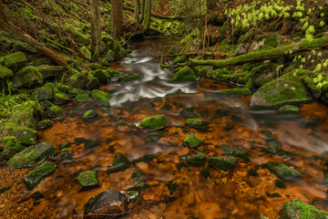 Skrivan color creek in Krusne mountains in spring morning after rain