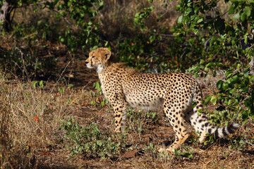 Gepard / Cheetah / Acinonyx jubatus.