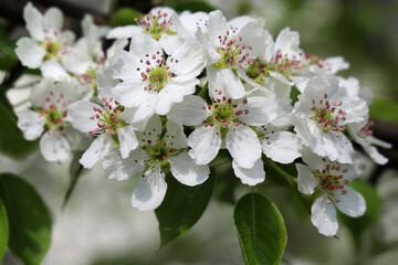 Selective focus, branch of pear tree with white flowers in drops of dew, close-up