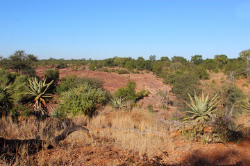 Afrikanischer Busch - Krügerpark - Red Rocks / African Bush - Kruger Park - Red Rocks /