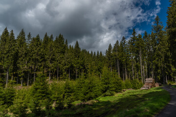 Fototapeta premium Forests and trees near Prebuz village in Krusne mountains