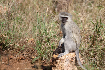 Grüne Meerkatze / Vervet monkey / Cercopithecus aethiops .