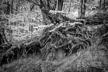 Obraz premium Old tree with big roots above the ground in the forest. Black and white