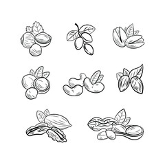Obraz premium Vector set of outline black and white nut drawings, illustration templates, icons isolated on white background. 