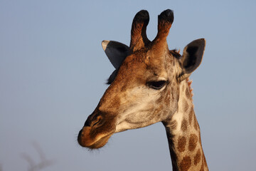 Fototapeta na wymiar Giraffe / Giraffe / Giraffa camelopardalis