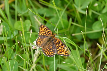 family nymphalidae butterfly on a flower
