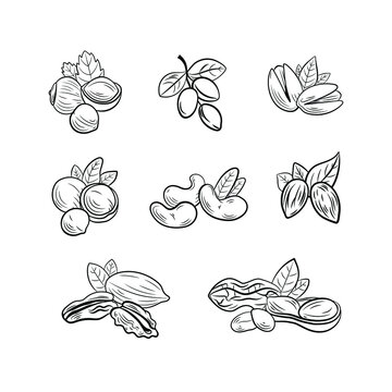 Vector set of outline black and white nut drawings, illustration templates, icons isolated on white background.
