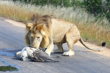 Afrikanischer Löwe und Weißrückengeier / African lion und White-backed vulture/ Panthera leo et...
