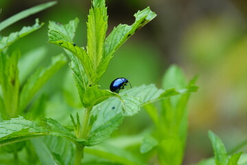 blue beetle on a leaf - Powered by Adobe