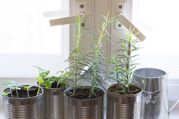Growing aromatic herbs in cans on windowsill