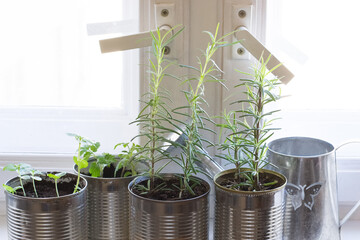 Growing aromatic herbs in cans on windowsill
