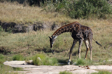 Giraffe / Giraffe / Giraffa camelopardalis