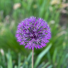 Blooming decorative onion (Allium ramosum) in the park