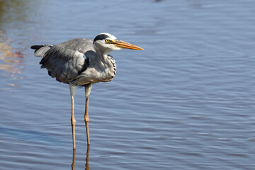 Afrikanischer Graureiher / Grey heron / Ardea cinerea
