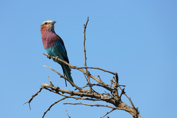 Gabelracke / Lilacbreasted roller / Coracias caudata