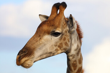 Fototapeta na wymiar Giraffe / Giraffe / Giraffa camelopardalis