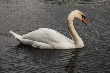 White swan swims in the lake, close up