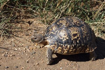 Leopardenschildkröte / Leopard tortoise / Geochelone pardalis