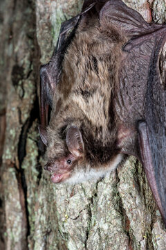 Myotis Dasycneme (Pond Bat)