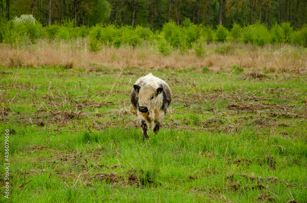 Poster Adorable, white-black galloway grazing in a green field in the background of dense trees