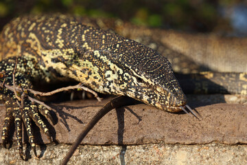 Nilwaran / Nile monitor / Varanus niloticus