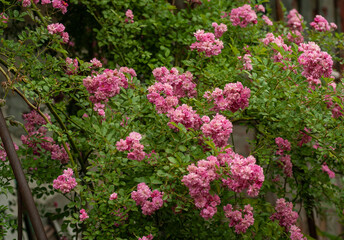Fototapeta premium big bush of pink roses