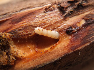 Bark beetle larvae on the pine tree
