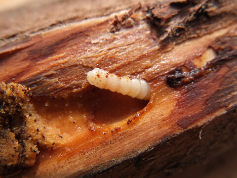 Bark beetle larvae on the pine tree
