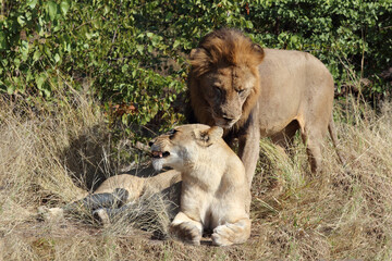Afrikanischer Löwe / African lion / Panthera leo..