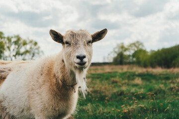 Obraz premium Portrait of goat