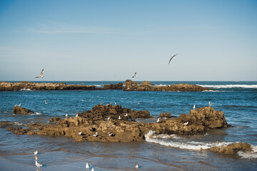 flying and marine fauna resting on rocks with the sunny sky over the sea