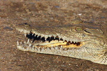 Nilkrokodil / Nile crocodile / Crocodylus niloticus