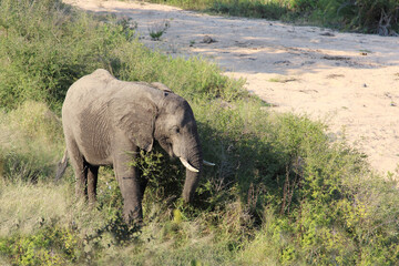 Afrikanischer Elefant / African elephant / Loxodonta africana