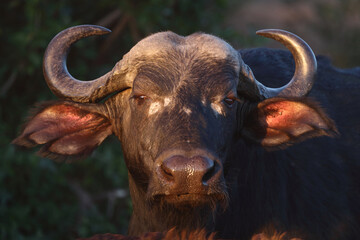 Kaffernbüffel / African buffalo / Syncerus caffer