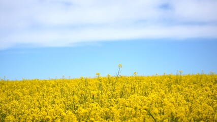 rapeseed field