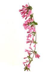 Weigela branches isolated on white background. Blooming flowers of weigela florida shrub in spring.