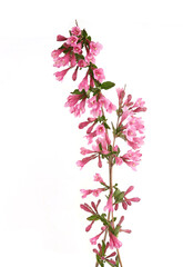 Weigela branches isolated on white background. Blooming flowers of weigela florida shrub in spring.