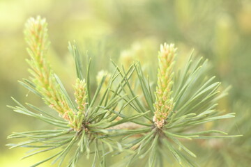 Light background. Growing pine branches. Young light green little needles. 