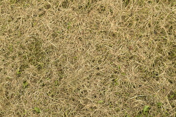 The hay dries up. Mown lawn with dry grass. 