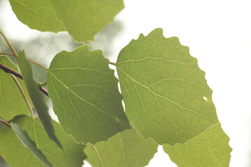 Curly transparent aspen leaves. Aspen leaves close-up against a gray sky. Light streaks on the...