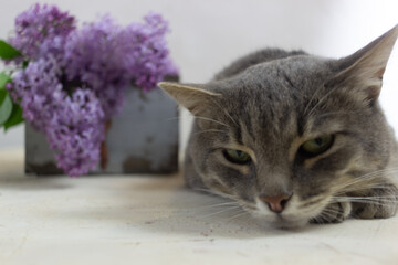 gray cat lies on a white background with lilacs