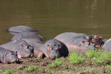 Flußpferd im Mphongolo River / Hippopotamus in Mphongolo River/ Hippopotamus amphibius