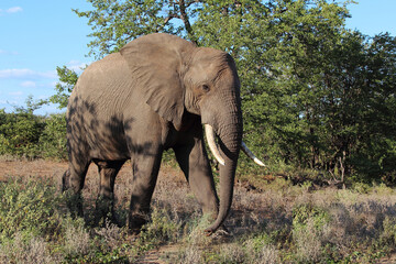 Obraz premium Afrikanischer Elefant / African elephant / Loxodonta africana