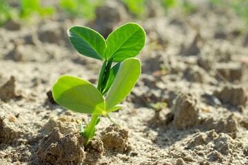 Young plant of green, vegetable peas. Young plant of green peas in the garden of early spring, a copy of the space. Young vegetable pea plant on the soil, Pisum sativum.