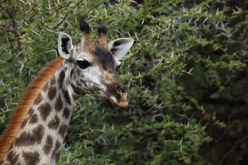 Giraffe / Giraffe / Giraffa camelopardalis.